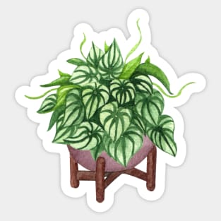 Peperomia argyreia watermelon Sticker